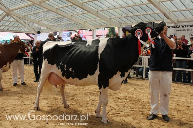 VII Ogólnopolska Wystawa Bydła Hodowlanego - 8