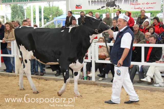 VII Ogólnopolska Wystawa Bydła Hodowlanego - 60