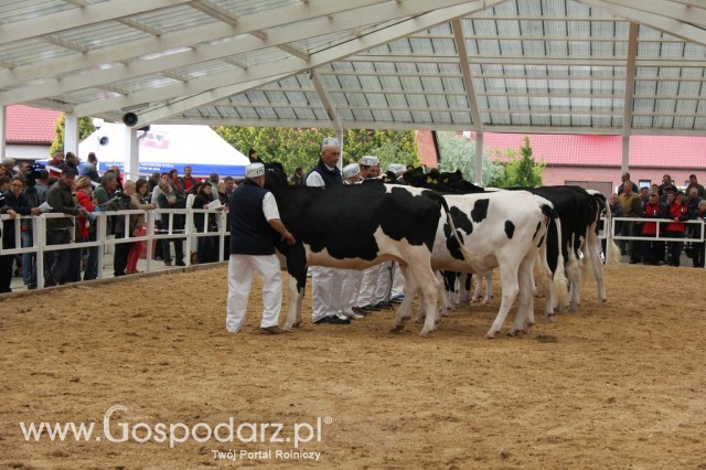 VII Ogólnopolska Wystawa Bydła Hodowlanego - 54