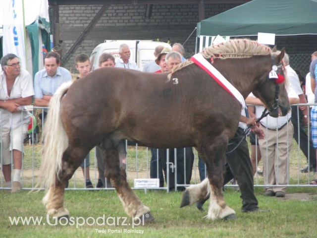 Konie - Szepietowo 2012 XIX Regionalna Wystawa Zwierząt Hodowlanych - 28