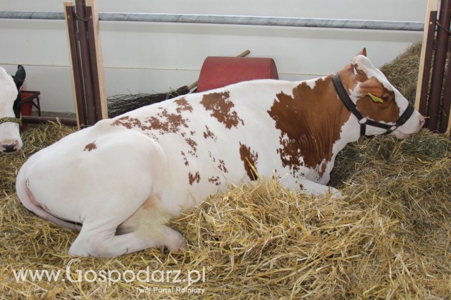 VII Ogólnopolska Wystawa Bydła Hodowlanego - 78