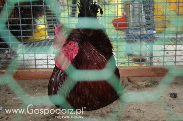 Czubatka Staropolska