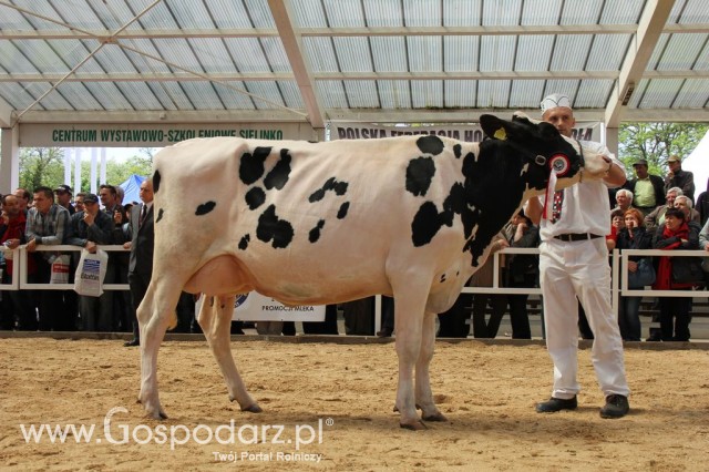 VII Ogólnopolska Wystawa Bydła Hodowlanego - 138