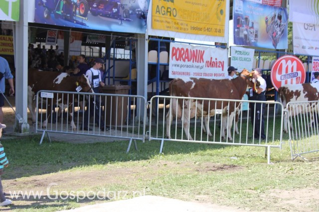 Bydło - Szepietowo 2012 XIX Regionalna Wystawa Zwierząt Hodowlanych - 5