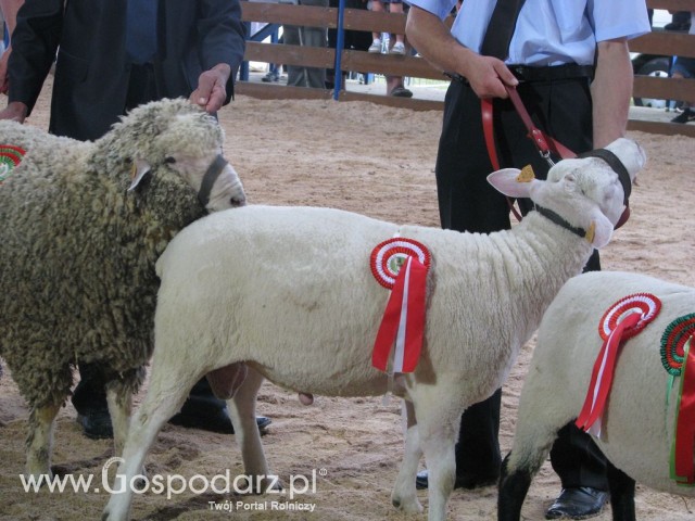 Owce - Szepietowo 2012 XIX Regionalna Wystawa Zwierząt Hodowlanych - 38