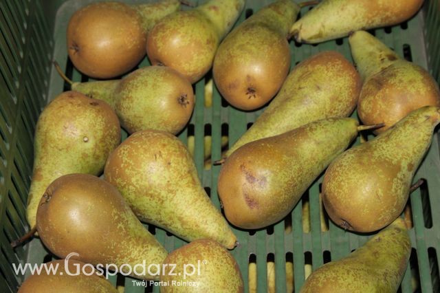 Fotoreportaż z XI Międzynarodowych Targów Fermy Bydła