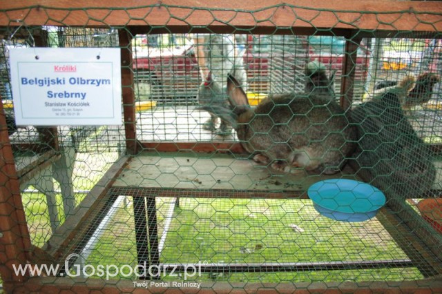 Królik Belgijski Olbrzym Szary