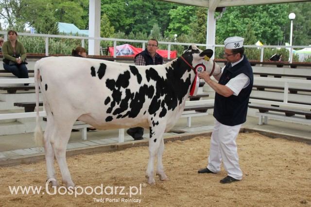 VII Ogólnopolska Wystawa Bydła Hodowlanego - 28