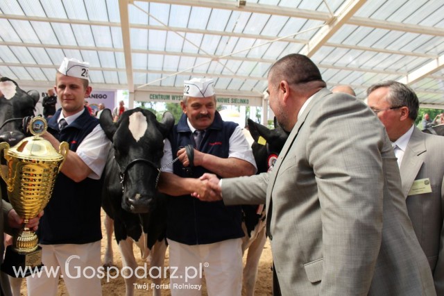 VII Ogólnopolska Wystawa Bydła Hodowlanego - 50