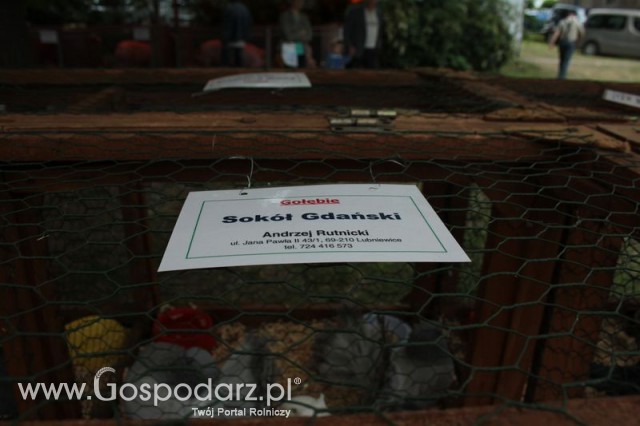 Gołębie Sokół Gdański