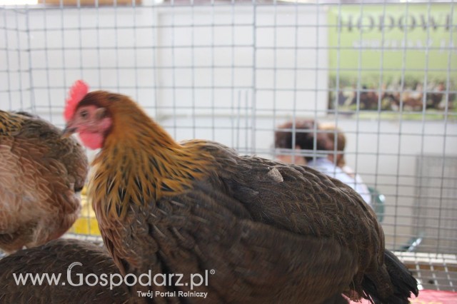Drób - Szepietowo 2012 XIX Regionalna Wystawa Zwierząt Hodowlanych - 15