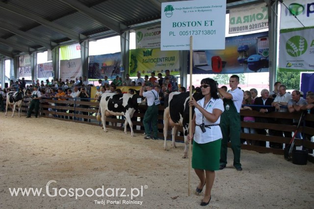 Bydło - Szepietowo 2012 XIX Regionalna Wystawa Zwierząt Hodowlanych - 86