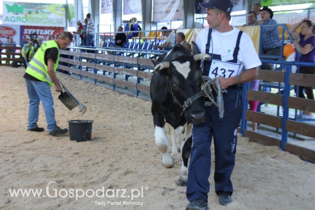 Bydło - Szepietowo 2012 XIX Regionalna Wystawa Zwierząt Hodowlanych - 10