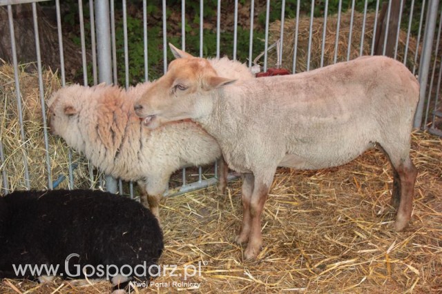 Owce ras górska, wrzosówka, czarnogłówka