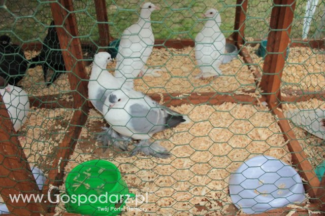 Gołębie Czajka Saksońska