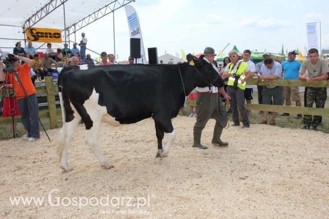 Nagordy dla superchampionów i championów  - 38