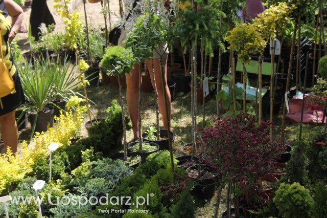 XXII Targi Rolniczo-Ogrodnicze Kościerzyn 2012 - 113