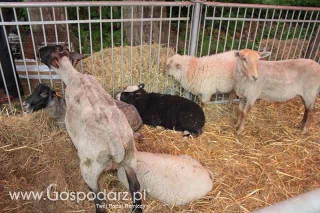 Owce ras górska, wrzosówka, czarnogłówka