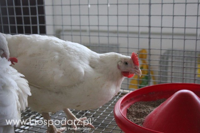Drób - Szepietowo 2012 XIX Regionalna Wystawa Zwierząt Hodowlanych - 19
