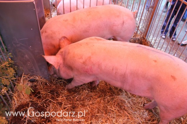 XX Targi Rolnicze Lubniewice