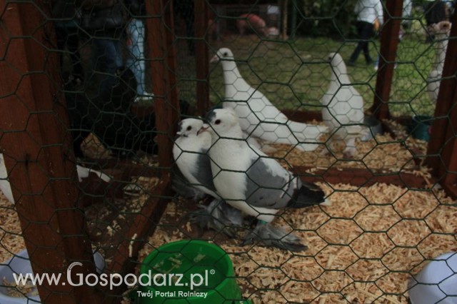 Gołębie Czajka Saksońska