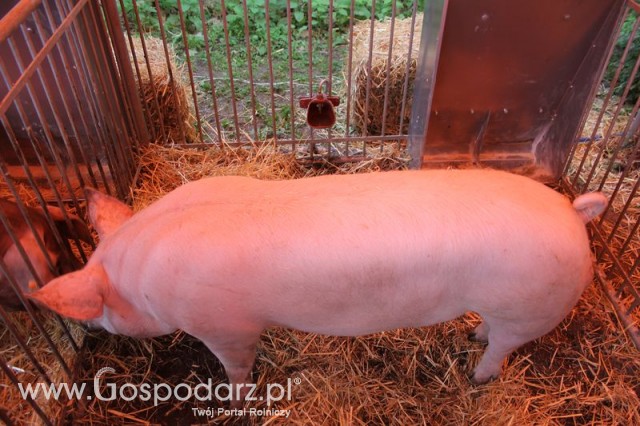 XX Targi Rolnicze Lubniewice