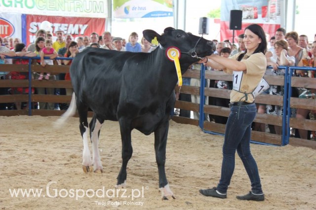 Bydło - Szepietowo 2012 XIX Regionalna Wystawa Zwierząt Hodowlanych - 123