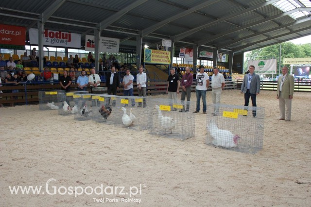 Drób - Szepietowo 2012 XIX Regionalna Wystawa Zwierząt Hodowlanych - 11