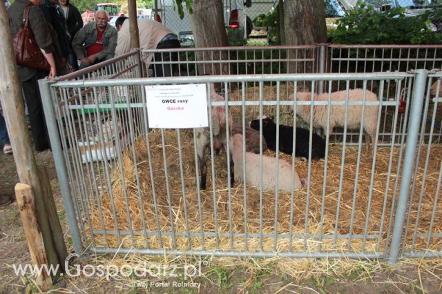 Owce ras górska, wrzosówka, czarnogłówka