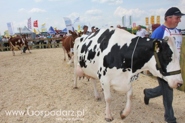 Nagordy dla superchampionów i championów  - 47