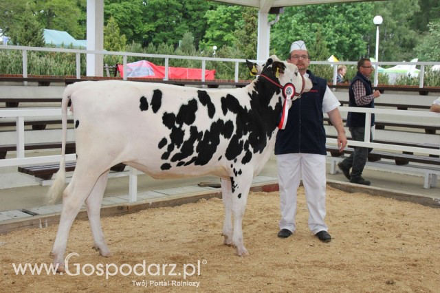 VII Ogólnopolska Wystawa Bydła Hodowlanego - 29