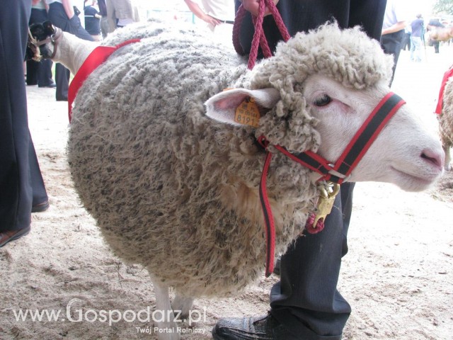 Owce - Szepietowo 2012 XIX Regionalna Wystawa Zwierząt Hodowlanych - 23