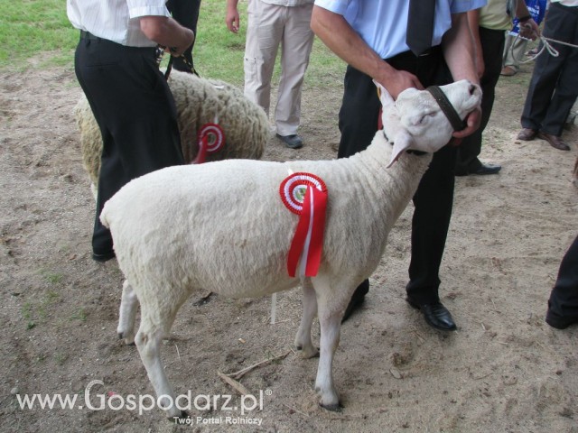 Owce - Szepietowo 2012 XIX Regionalna Wystawa Zwierząt Hodowlanych - 30