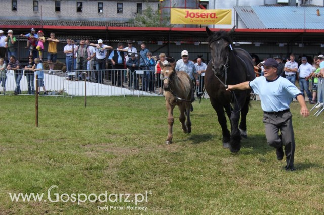Konie - Szepietowo 2012 XIX Regionalna Wystawa Zwierząt Hodowlanych - 8