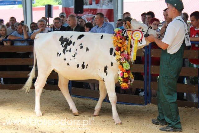 Bydło - Szepietowo 2012 XIX Regionalna Wystawa Zwierząt Hodowlanych - 102
