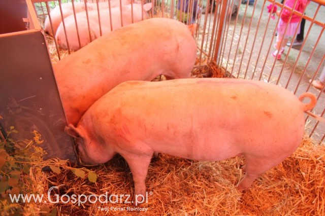 XX Targi Rolnicze Lubniewice