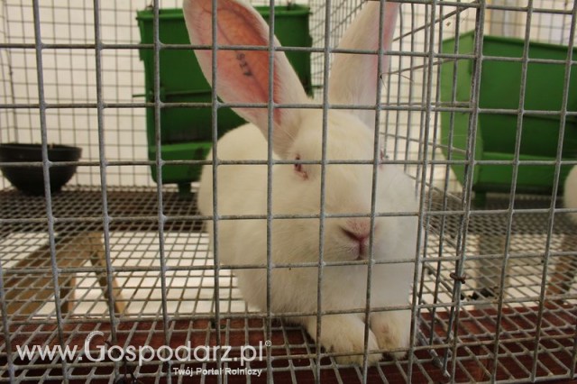 Królik Popielniański Biały