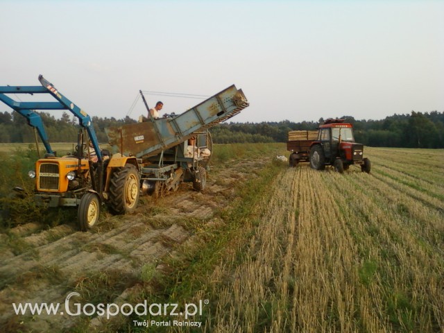 Wykopki ziemniaków.