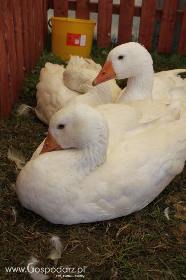Gęś biała Kołudzka