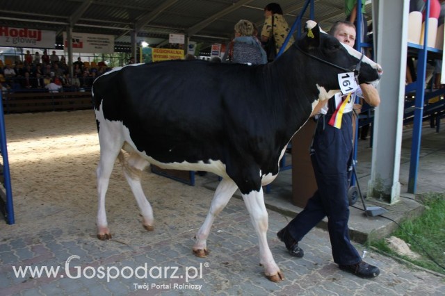 Bydło - Szepietowo 2012 XIX Regionalna Wystawa Zwierząt Hodowlanych - 76
