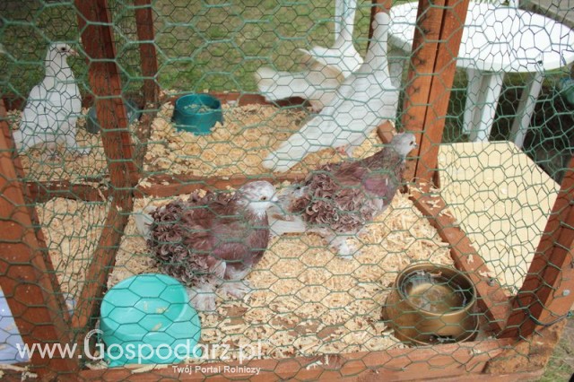 Gołębie Loczek Węgierski