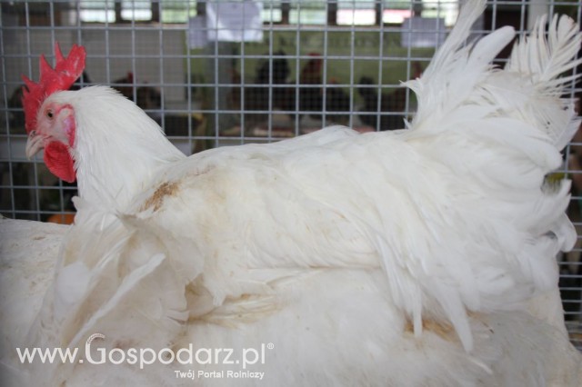 Drób - Szepietowo 2012 XIX Regionalna Wystawa Zwierząt Hodowlanych - 22