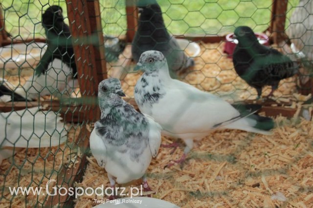 Gołębie Budapesztańskie