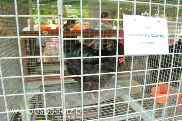 Kurki Austrolop Czarny