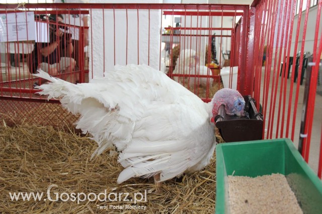 Drób - Szepietowo 2012 XIX Regionalna Wystawa Zwierząt Hodowlanych - 52