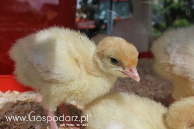 Pierwsze dni indyka w Koźminku