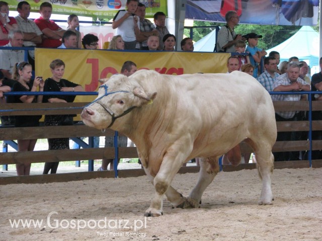 Bydło - Szepietowo 2012 XIX Regionalna Wystawa Zwierząt Hodowlanych - 62