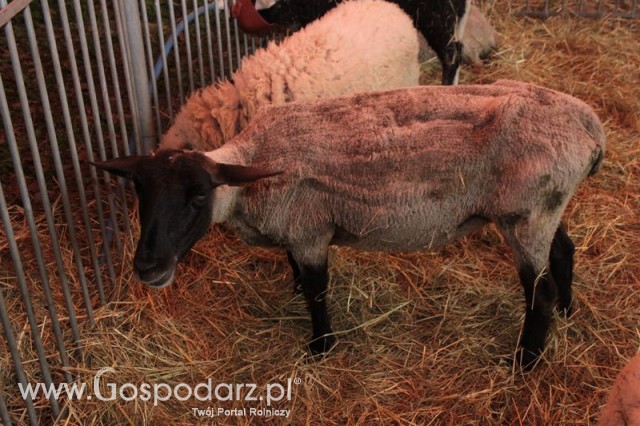 XX Targi Rolnicze Lubniewice