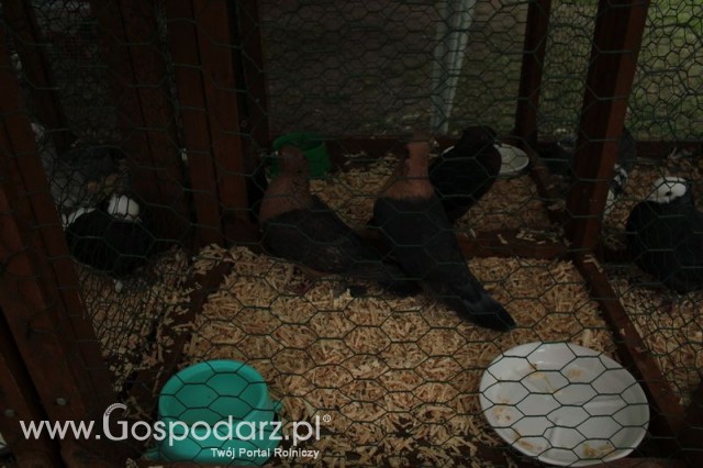 Gołębie Gile Złociste