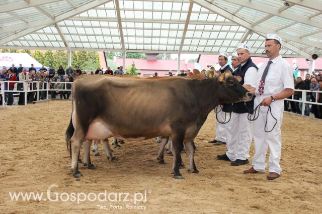 VII Ogólnopolska Wystawa Bydła Hodowlanego - 121